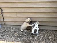 Sophie, a female American Mastiff for sale in Milan, IL – 3 of 4