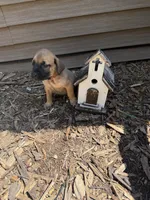 Hank Jr or just Junior, a male American Mastiff for sale in Milan, IL – 3 of 3