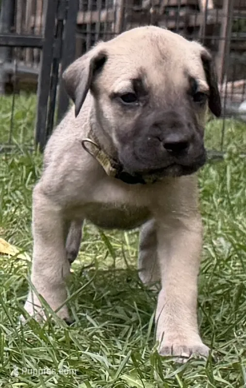 Honey – American Mastiff puppy for sale in Campbellsport, WI