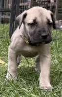 Honey, a female American Mastiff for sale in Campbellsport, WI – 1 of 5