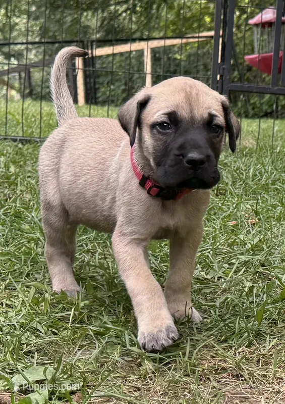Nala – American Mastiff puppy for sale in Campbellsport, WI