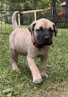 Nala, a female American Mastiff for sale in Campbellsport, WI – 1 of 8