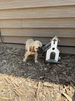 Rudy, a female American Mastiff for sale in Milan, IL – 4 of 4