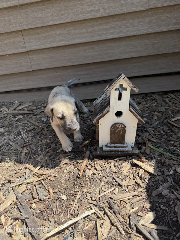 Honey – American Mastiff puppy for sale in Milan, IL