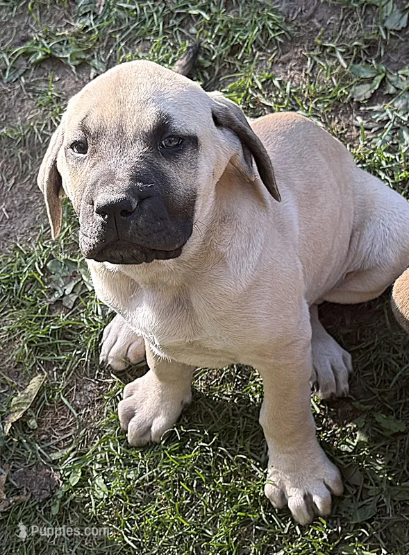 Nala – American Mastiff puppy for sale in Campbellsport, WI