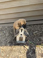 Hank Jr or just Junior, a male American Mastiff for sale in Milan, IL – 2 of 3