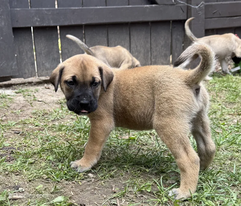 Teal – American Mastiff puppy for sale in Campbellsport, WI