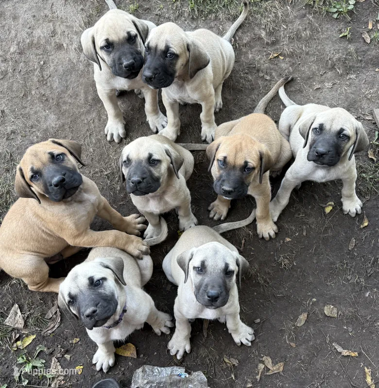 Teal – American Mastiff puppy on hold in Campbellsport, WI