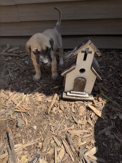 Devin, a male American Mastiff for sale in Milan, IL – 6 of 6