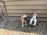 Nala, a female American Mastiff for sale in Milan, IL – 5 of 6
