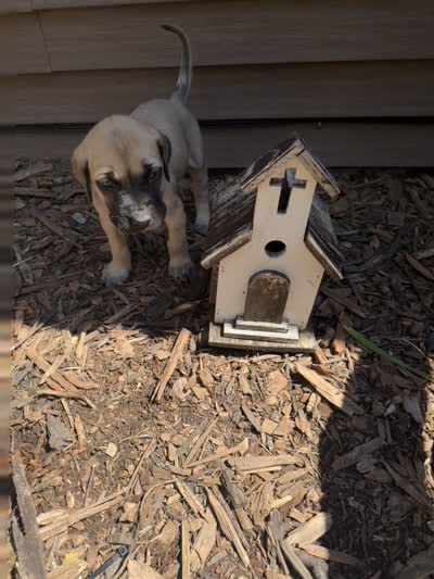 Devin, a male American Mastiff for sale in Milan, IL – 5 of 6