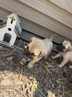 Bruce, a male American Mastiff for sale in Milan, IL – 4 of 4