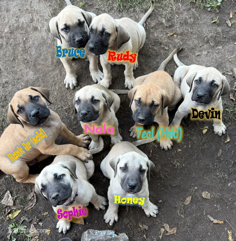 Devin – American Mastiff puppy for sale in Campbellsport, WI