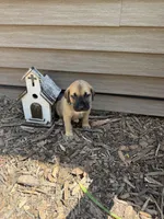 Teal, a male American Mastiff for sale in Milan, IL – 4 of 5