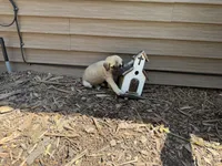 Sophie, a female American Mastiff for sale in Milan, IL – 2 of 4