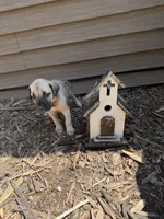 Honey, a female American Mastiff for sale in Milan, IL – 2 of 3