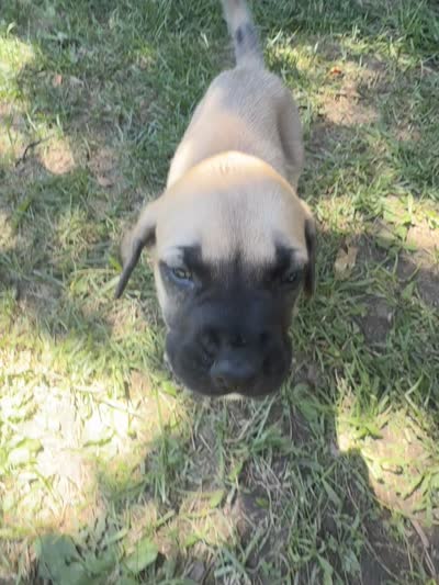 Devin, a male American Mastiff for sale in Milan, IL – 3 of 6