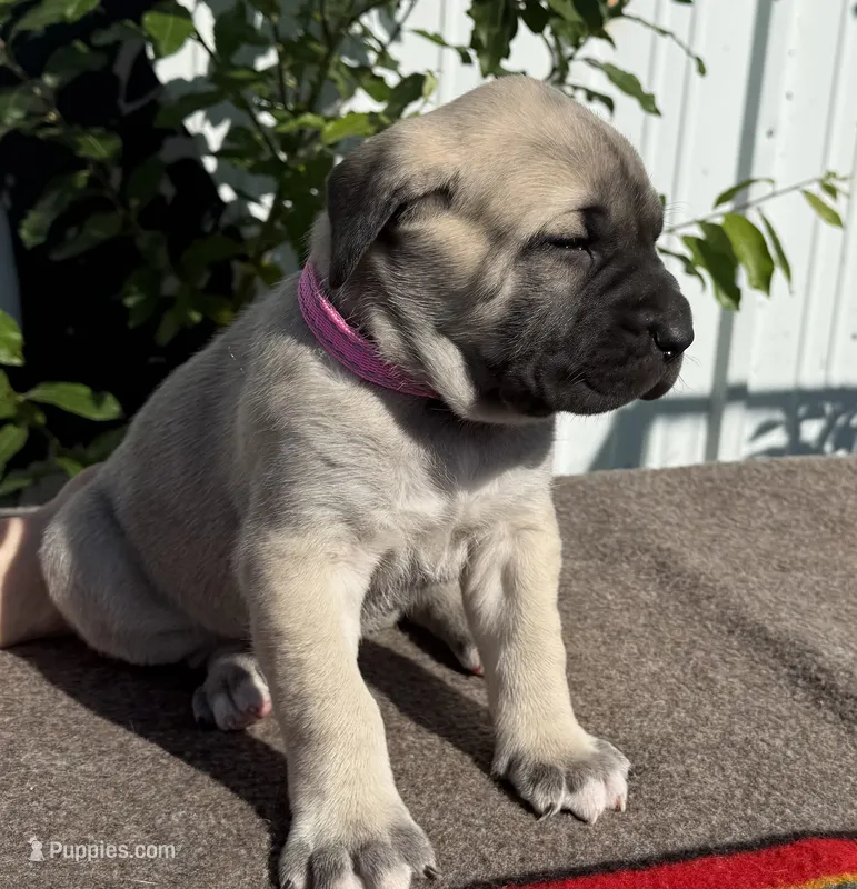 AMERICAN MASTIFF – American Mastiff puppy for sale in Milan, IL