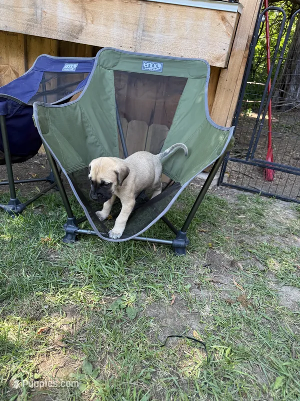 Devin – American Mastiff puppy for sale in Milan, IL