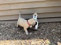 Nala, a female American Mastiff for sale in Milan, IL – 6 of 6