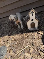Honey, a female American Mastiff for sale in Milan, IL – 3 of 3