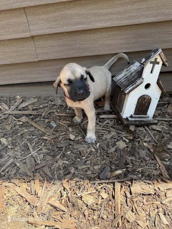 Rudy – American Mastiff puppy for sale in Milan, IL