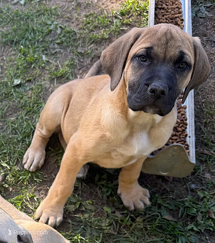 Teal – American Mastiff puppy for sale in Campbellsport, WI