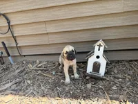 Nala, a female American Mastiff for sale in Milan, IL – 3 of 6