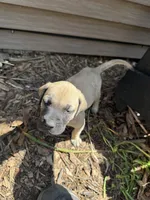 Bruce, a male American Mastiff for sale in Milan, IL – 1 of 4