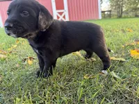 Teddy, a male Golden Retriever and Mountain Cur for sale in Marlette, MI – 3 of 5
