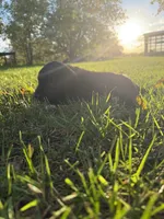 Otis, a male Golden Retriever and Mountain Cur for sale in Marlette, MI – 5 of 6