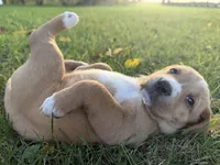 Sadie, a female Golden Retriever and Mountain Cur for sale in Marlette, MI – 2 of 6