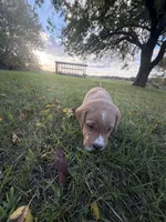 Sadie, a female Golden Retriever and Mountain Cur for sale in Marlette, MI – 3 of 6