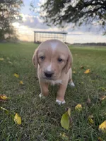 Rosie, a female Golden Retriever and Mountain Cur for sale in Marlette, MI – 2 of 4
