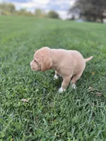 Oakley, a female Golden Retriever and Mountain Cur for sale in Marlette, MI – 4 of 4