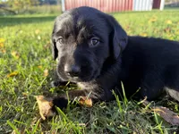 Otis, a male Golden Retriever and Mountain Cur for sale in Marlette, MI – 4 of 6