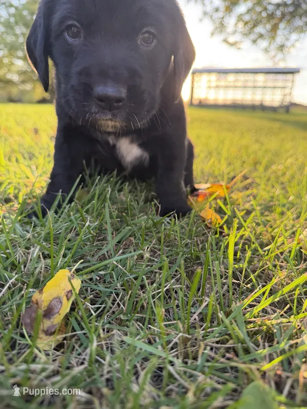 Teddy – Golden Retriever, Mountain Cur puppy for sale in Marlette, MI
