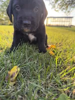Teddy, a male Golden Retriever and Mountain Cur for sale in Marlette, MI – 1 of 5
