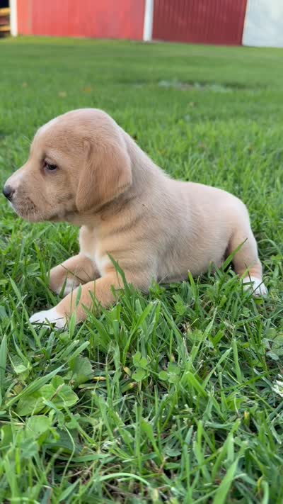 Oakley, a female Golden Retriever and Mountain Cur for sale in Marlette, MI – 3 of 4