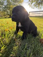 Jasper, a male Golden Retriever and Mountain Cur for sale in Marlette, MI – 3 of 4