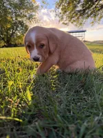 Tucker, a male Golden Retriever and Mountain Cur for sale in Marlette, MI – 4 of 7