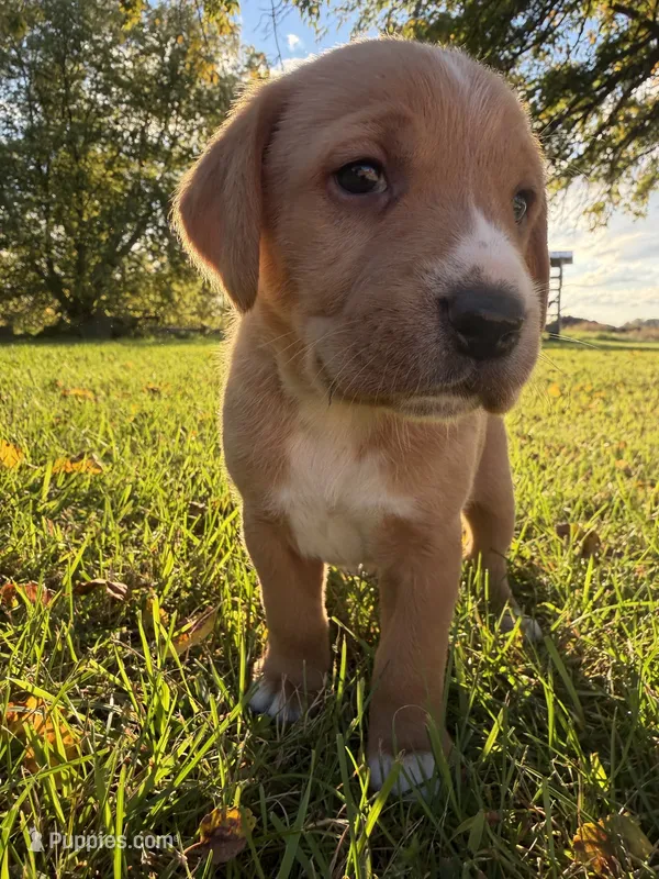 Sadie – Golden Retriever, Mountain Cur puppy for sale in Marlette, MI