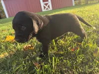 Jasper, a male Golden Retriever and Mountain Cur for sale in Marlette, MI – 2 of 4