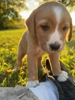Tucker, a male Golden Retriever and Mountain Cur for sale in Marlette, MI – 1 of 7