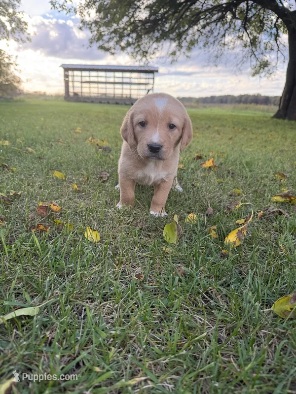 Rosie – Golden Retriever, Mountain Cur puppy for sale in Marlette, MI