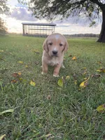 Rosie, a female Golden Retriever and Mountain Cur for sale in Marlette, MI – 1 of 4