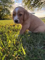 Tucker, a male Golden Retriever and Mountain Cur for sale in Marlette, MI – 6 of 7