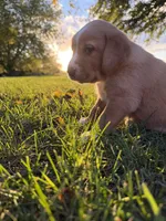 Tucker, a male Golden Retriever and Mountain Cur for sale in Marlette, MI – 2 of 7