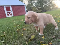 Rosie, a female Golden Retriever and Mountain Cur for sale in Marlette, MI – 4 of 4