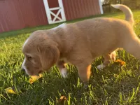 Tucker, a male Golden Retriever and Mountain Cur for sale in Marlette, MI – 5 of 7